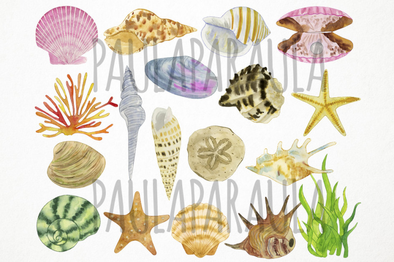 watercolor-seashells-clipart-shells-clipart-sea-clipart-ocean