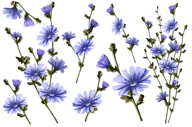 chicory