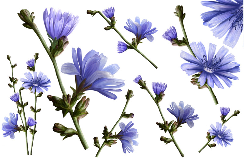 chicory