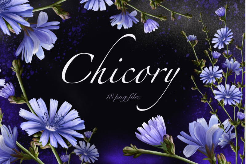 chicory