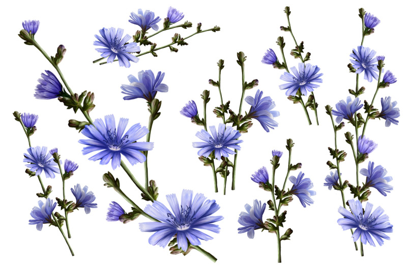 chicory