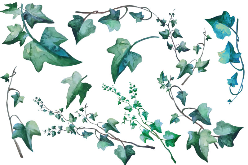 ivy-branches-watercolor-set