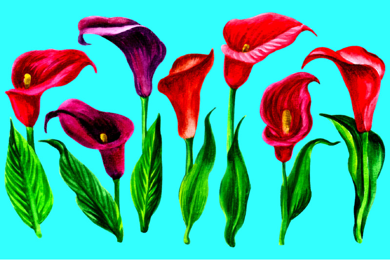 watercolor-calla-lily-clipart-pack-colorful-callas-zante-deschia-flow