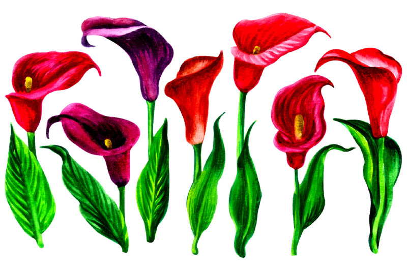 watercolor-calla-lily-clipart-pack-colorful-callas-zante-deschia-flow