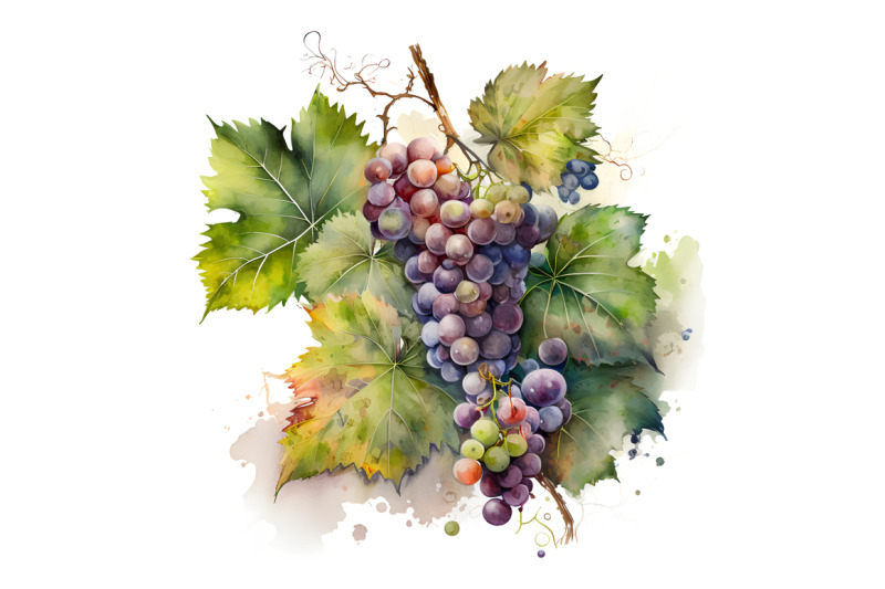 watercolor-grapes