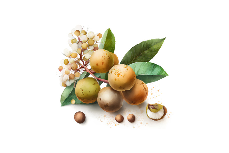 watercolor-longan