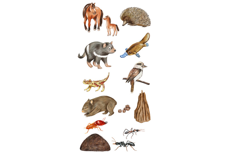 watercolor-australian-animals-clipart-hand-painted-animal-set