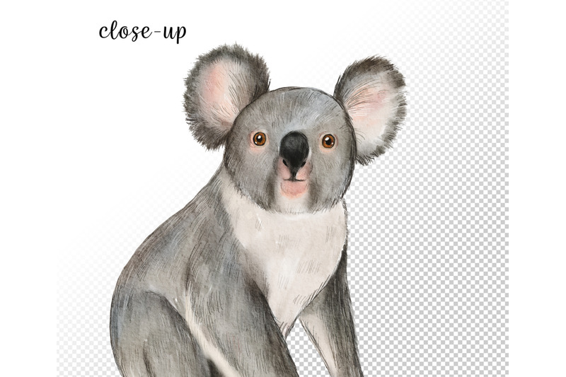 watercolor-australian-animals-clipart-hand-painted-animal-set