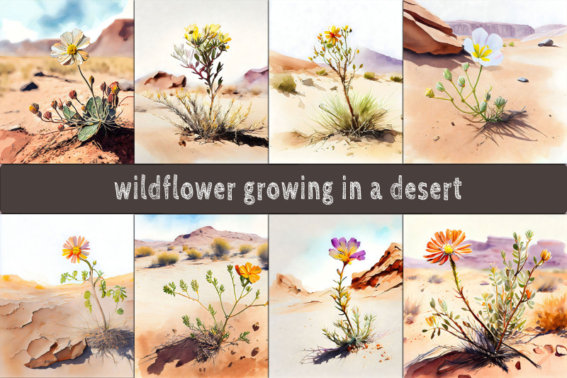 wildflower-growing-in-desert