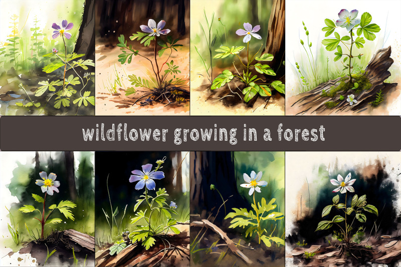 wildflower-growing-in-forest