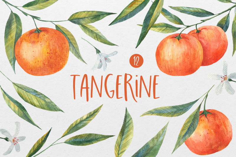 watercolor-mandarin-amp-orange-tangerine-clipart