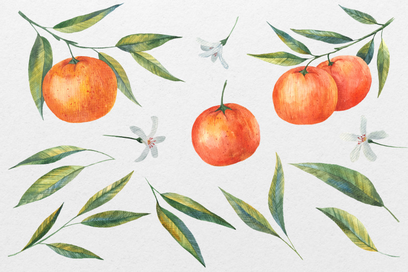 watercolor-mandarin-amp-orange-tangerine-clipart
