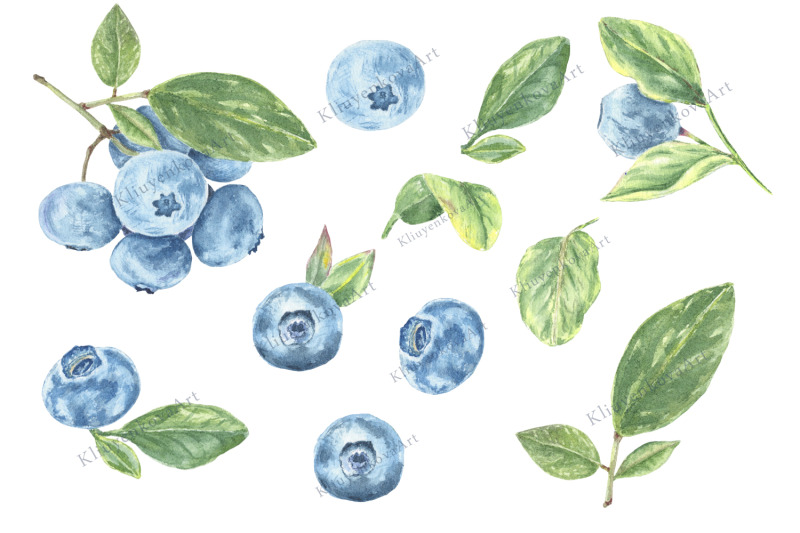 watercolor-blueberries-and-leaves-clipart-png-jpe