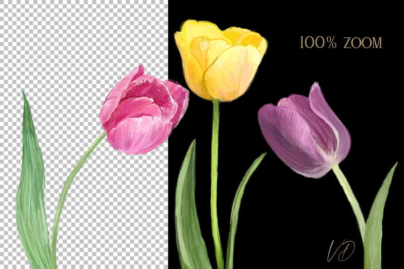 blooming-tulips-flowers-png