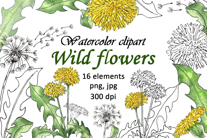 watercolor-wildflower-dandelion-coloring-png-jpg