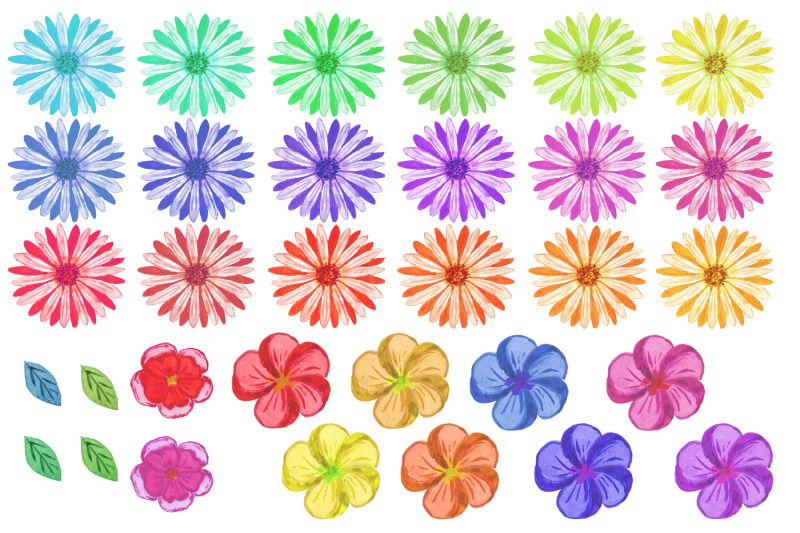 watercolor-flowers-chamomile-summer-clipart-png