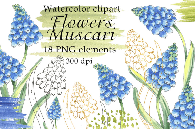 flowers-muscari-watercolor-clipart-png