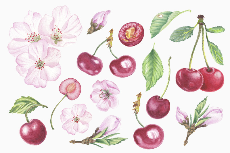 watercolor-clipart-cherry-flower-blossom-fruit-illustration