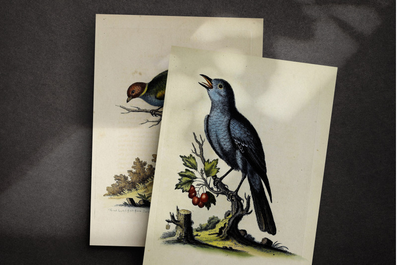 the-birds-of-edwards-journal