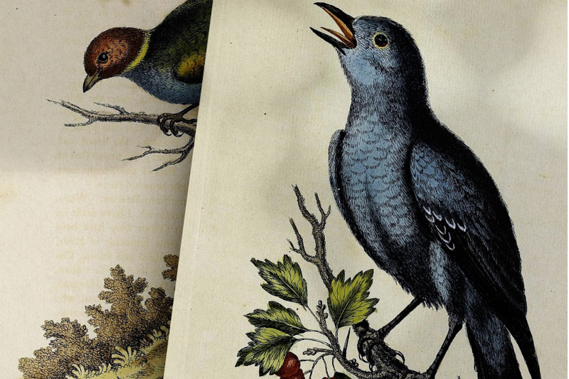 the-birds-of-edwards-journal