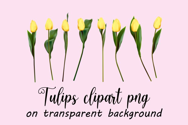 yellow-tulips-clipart-vector-png-jpeg