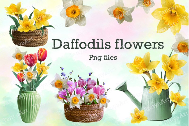 daffodils-flowers