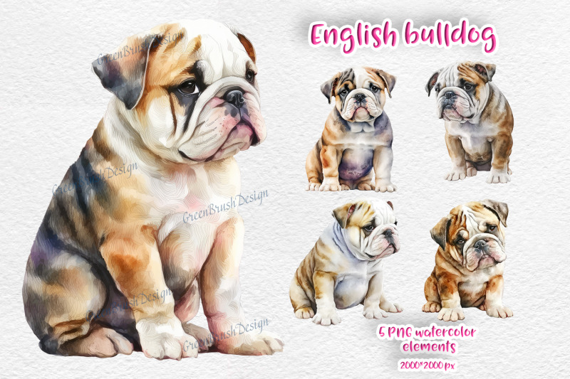english-bulldog-watercolor-illustrations