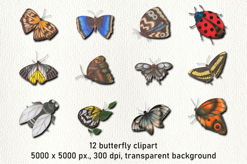 butterfly-clipart-and-digital-paper-bundle