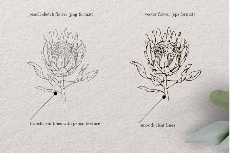 spring-flowers-pencil-sketch-set