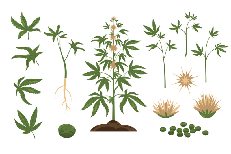 cannabis-plant-green-weed-leaf-and-plant-seeds-cartoon-bundle-of-mar