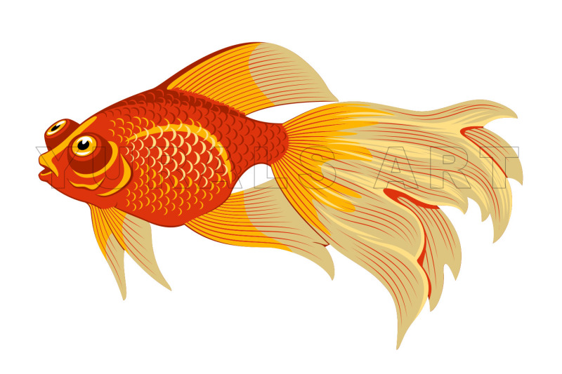 goldfish-species-cliparts-set