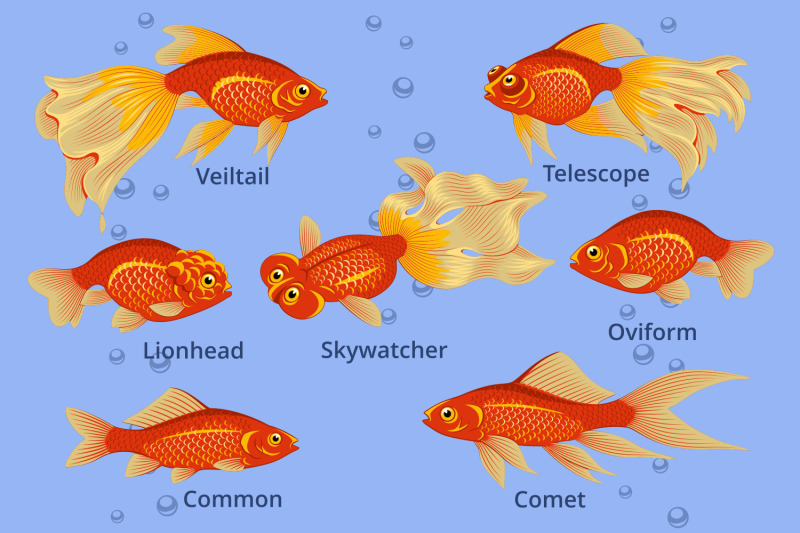 goldfish-species-cliparts-set