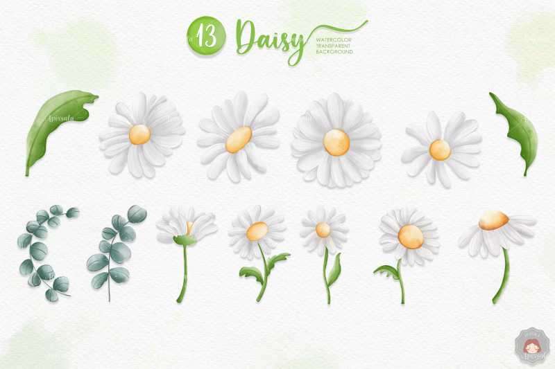 watercolor-daisy-flower-spring-clipart-collection