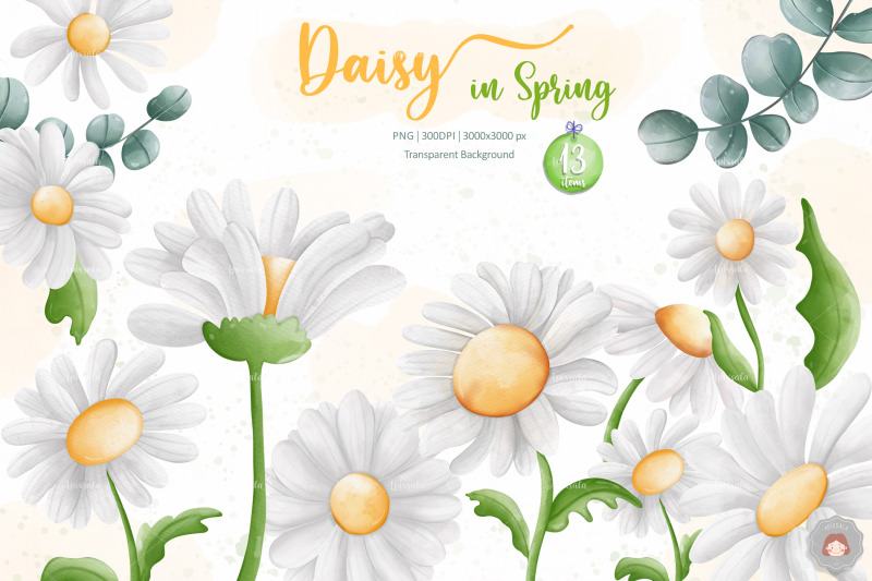 watercolor-daisy-flower-spring-clipart-collection