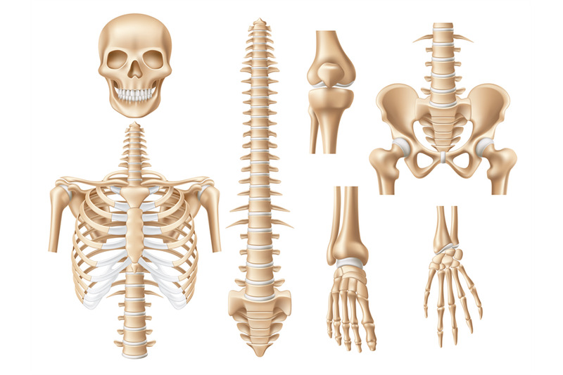 realistic-human-bones-3d-anatomical-skeleton-parts-skull-ribs-spin