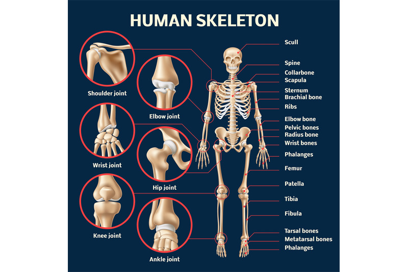 realistic-human-skeleton-infographic-3d-male-body-structure-front-vie