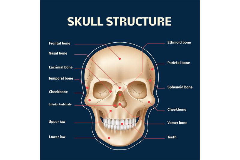 human-skull-anatomy-realistic-head-and-face-bones-structure-front-vie