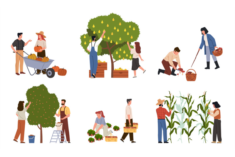 people-on-harvesting-farmers-collect-vegetables-fruits-corn-and-ber