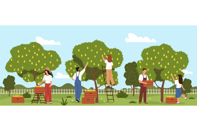 harvesting-people-process-flat-farmers-characters-in-garden-pick-pear