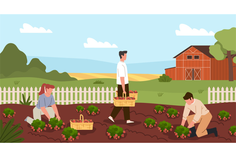 harvesting-process-farmers-characters-pick-strawberries-on-garden-plo