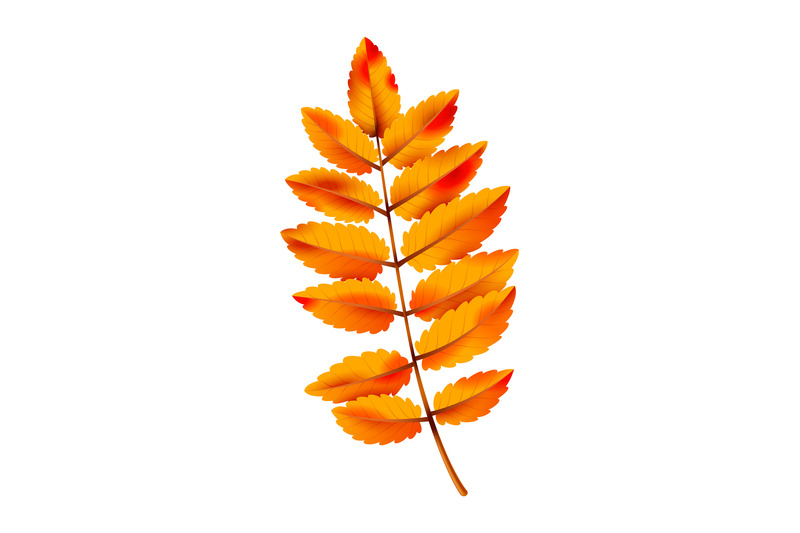 realistic-autumn-leaf-fall-orange-wood-foliage-yellow-red-leaves-co