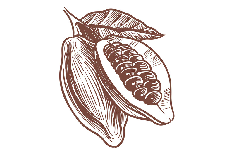 whole-and-cutted-cocoa-pod-engraving-bean-sketch