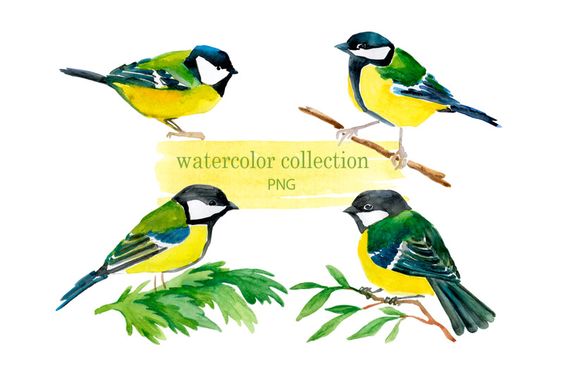 a-collection-of-watercolor-birds