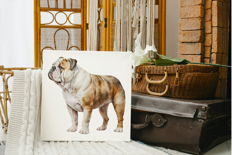 english-bulldog-vintage-watercolour