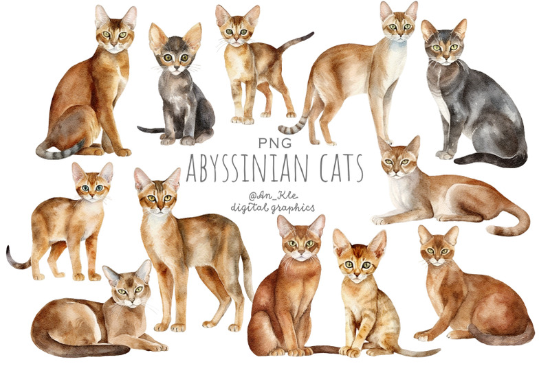 abyssinian-cats-watercolour-clipart