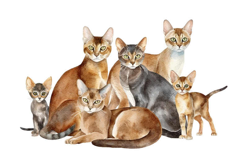 abyssinian-cats-watercolour-clipart