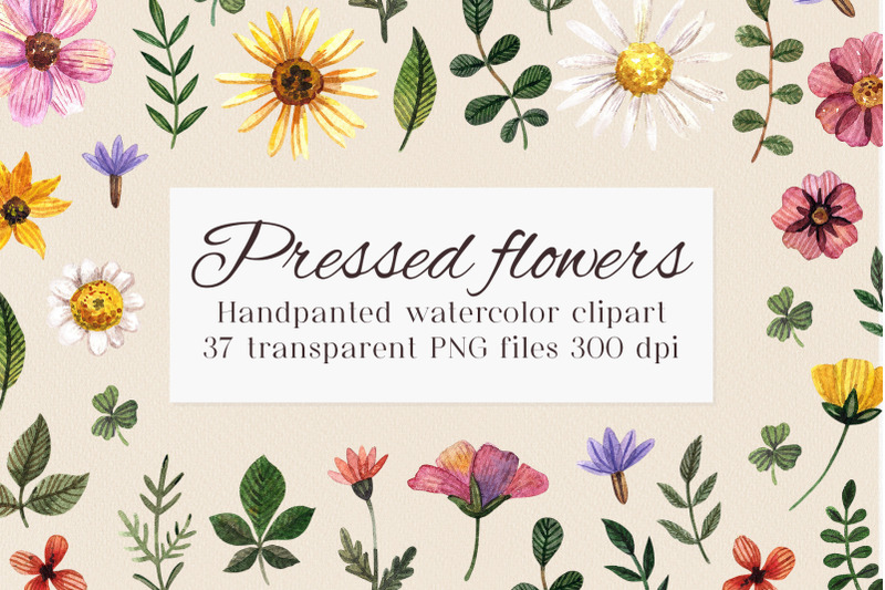 watercolor-flower-clipart-png-wild-pressed-flower