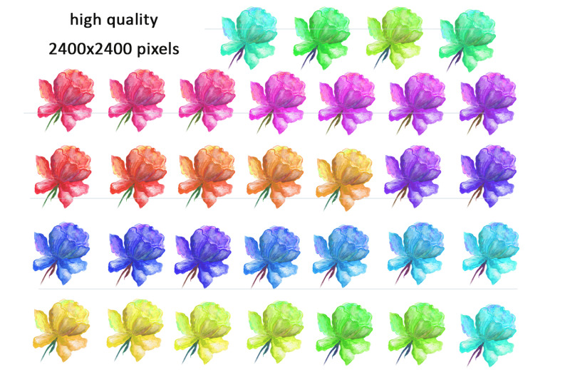 watercolor-flowers-pions-clipart-png-isolated-illustration