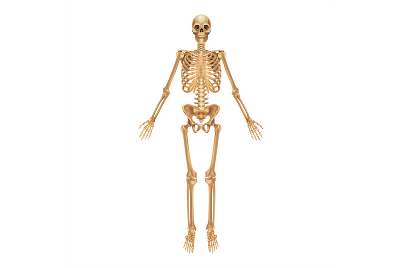 human-skeleton-medical-3d-anatomical-banner-realistic-bones-of-limbs