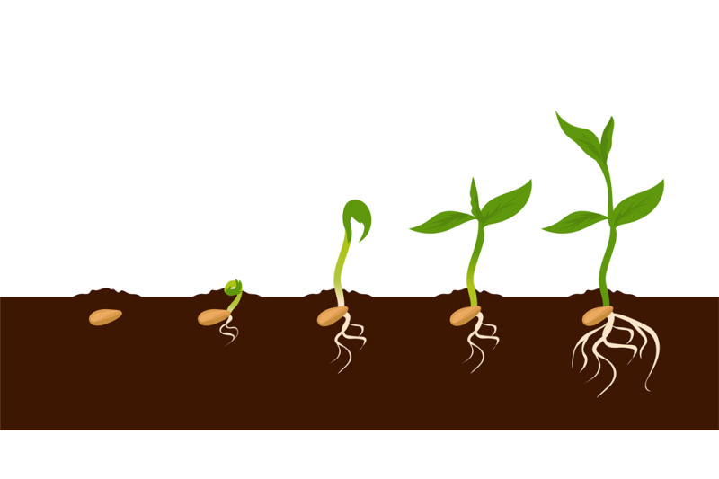 growing-plant-sprout-growth-process-steps-sequence-of-germinating-se